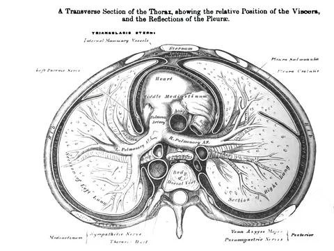 Transverse Section of Thorax, Viscera and Reflections of Pleura Stock Illustration