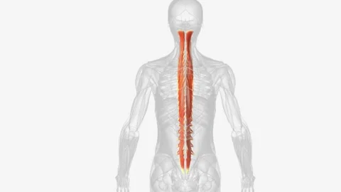 The transversospinalis muscle group is the deep layer of the intrinsic back Stock Footage 270144540