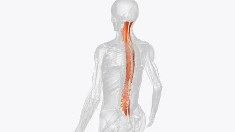 The transversospinalis muscle group is the deep layer of the intrinsic back m Stock Illustration
