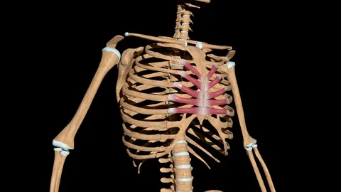 Transversus Thoracis Muscles on Skeleton Video stock 127561292