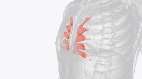 Transversus thoracis (triangularis sternae, sternocostalis) is a muscle found Stock Photos