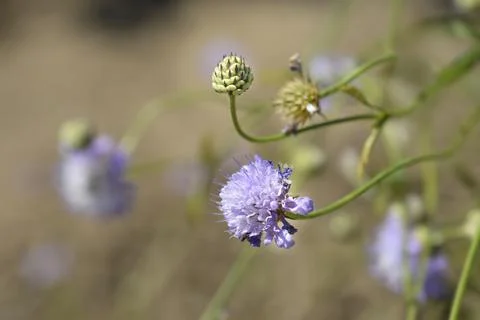 Transylvanian scabious Stock Photos