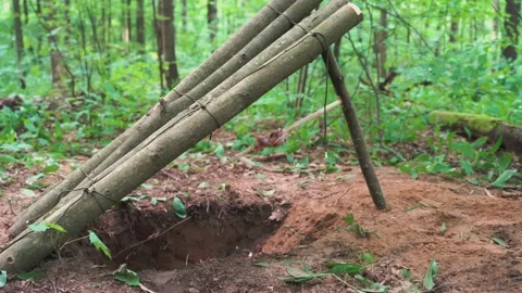 Trap for animals in the forest Stock Footage 205416077