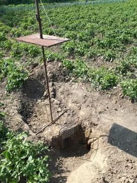 Trap for the blind Spalax . The method of catching rodent pests Stock Photos
