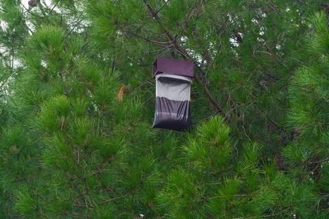 Trap for capturing males of the pine processionary (Thaumetopoea pityocampa) Stock Photos