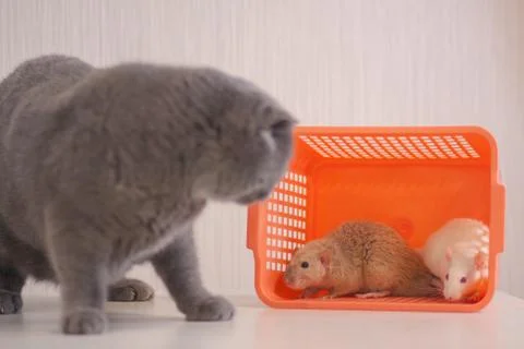 Trap concept. the mouse is white and beige in a box and grey . Stock Photos