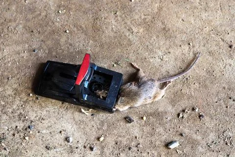 A trap with a dead mouse in it Stock Photos