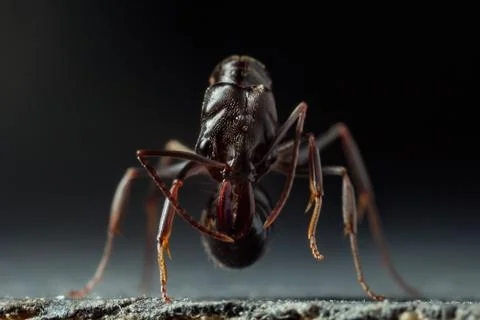 Trap jaw ant Stock Photos