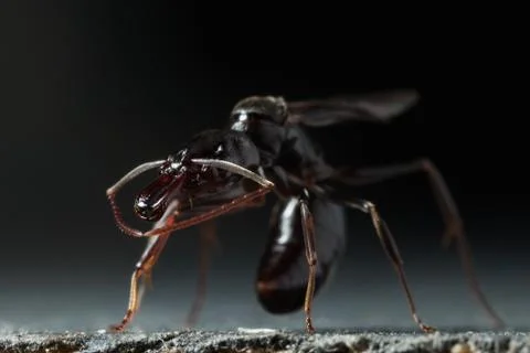 Trap jaw ant Stock Photos