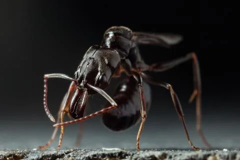 Trap jaw ant Stock Photos
