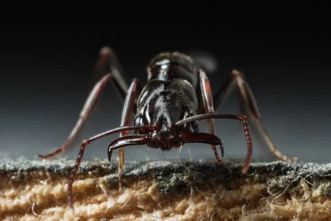 Trap jaw ant Stock Photos