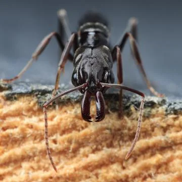 Trap jaw ant Stock Photos