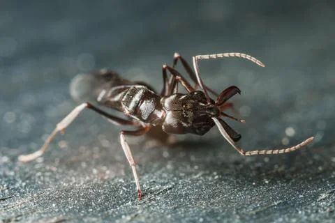 Trap jaw ant Stock Photos