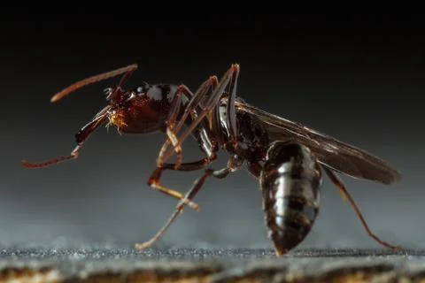 Trap jaw ant Stock Photos