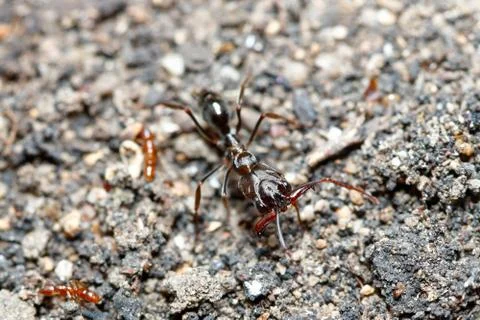 Trap-jaw ant 库存照片