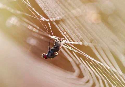 In a trap Stock Photos