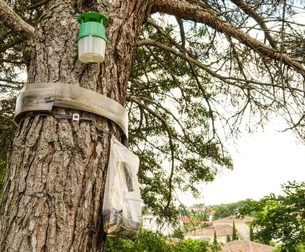 Trap for pine processionary caterpillar on the trunk of a coniferous tree Stock Photos