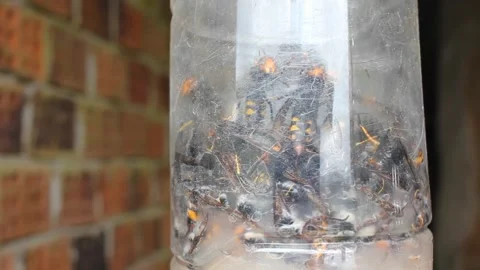 Trap for velutin bees made with a plastic bottle Stock Footage 247470230