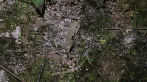 Trapdoor spider, Malaysia Stock Footage 64803223