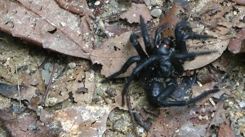 Trapdoor spider, Malaysia Stock-Footage 64803235