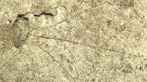Trapdoor spider timelapse Stock Footage 143682354