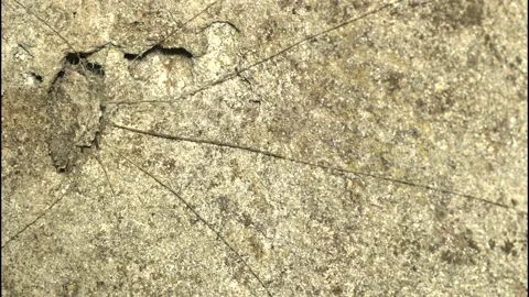 Trapdoor spider timelapse Stock Footage 143682400