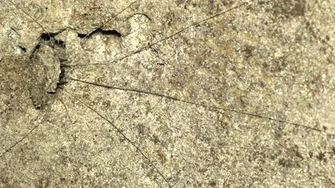 Trapdoor spider timelapse Stock Footage 143682405