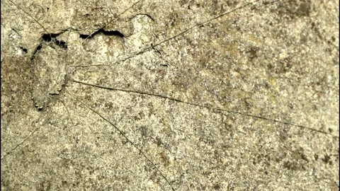 Trapdoor spider timelapse Stock Footage 143682462