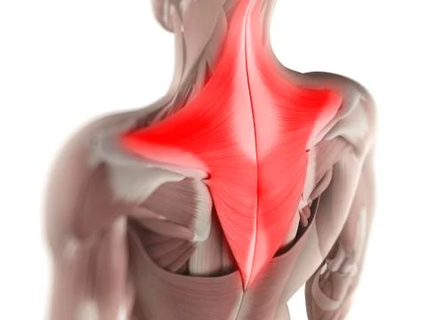 Trapezius muscle, artwork 스톡 일러스트