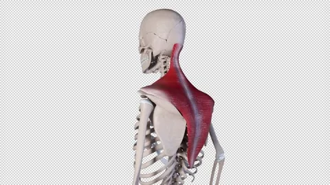 Trapezius Muscle Movement Stock Footage 318012631