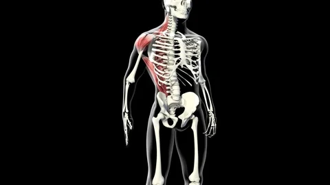 Trapezius Muscles 動画素材 121738610