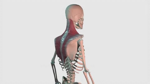 Trapezius Muscles Full Rotation Loop 動画素材 154886696