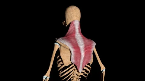 Trapezius Muscles on Skeleton Stock Footage 129052642