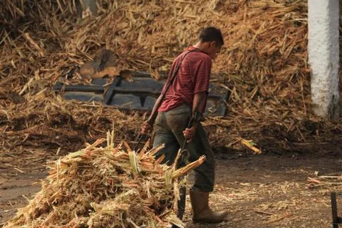 Trapiche Worker Stock Photos
