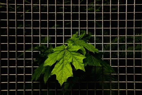 Trapped and Free Stock Photos