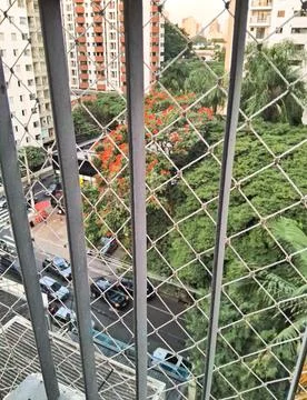 Trapped behind a protective net. Foto stock