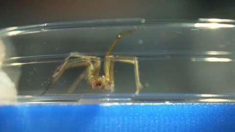 Trapped Brown Spider Crawling, Lab Scene Stock Footage 110892505