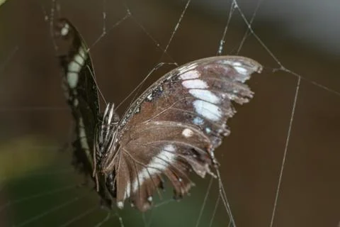 Trapped butterfly Stock Photos