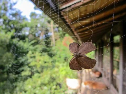 Trapped butterfly. Foto stock