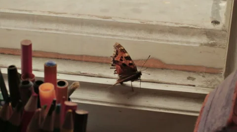 TRAPPED BUTTERFLY TRYING TO GET AWAY Stock Footage 68755610
