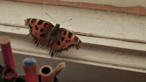 TRAPPED BUTTERFLY TRYING TO GET AWAY Stock Footage 68755639