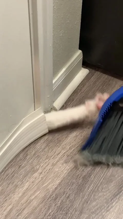 Trapped Cat Knocks On Broom For Help, Austin, Texas, USA Stock Footage 306389374