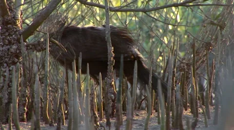 Trapped Cormorant Stock Footage 53896698