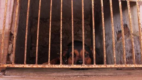 Trapped dog Stock Photos