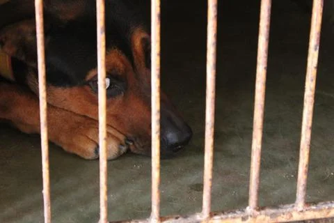 Trapped dog Stock Photos