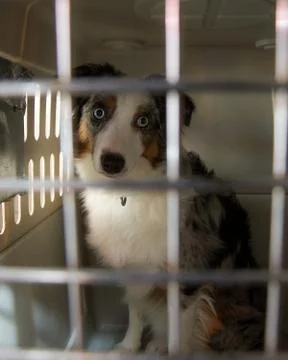 Trapped up dog Stock Photos