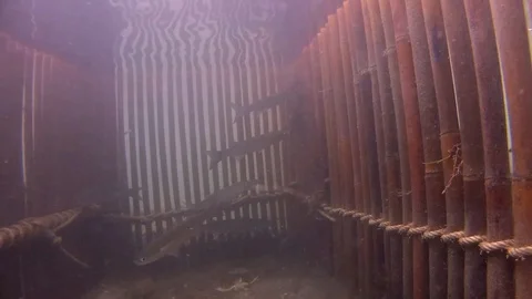 Trapped fish with an ancient fishing technique Stock Footage 93542798