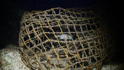 Trapped fish Stock Footage 86796261