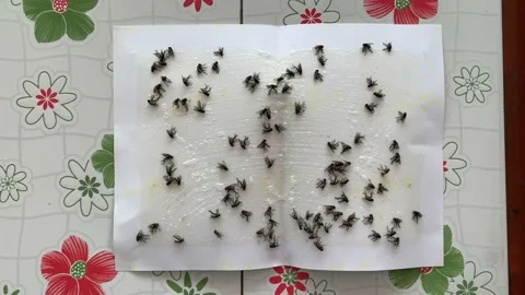 Trapped flies on glue paper. Vídeo Stock 159735064
