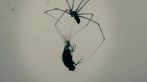 Trapped fly being mummified by large spider Stock Footage 81190285